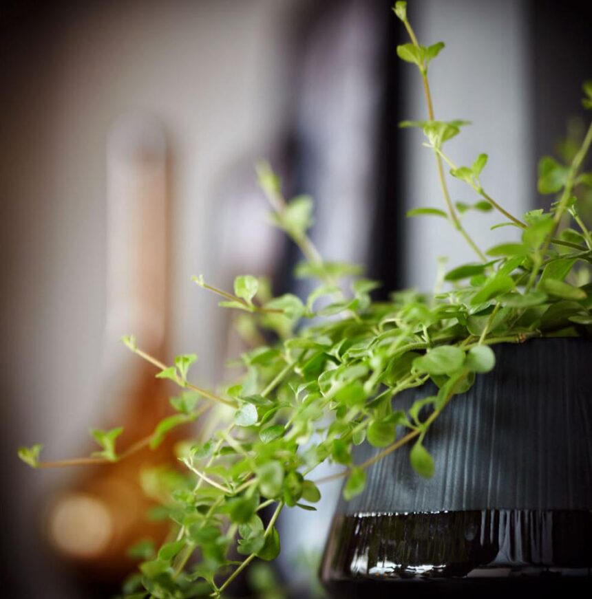 AV 2035 GL кухня, Haecker Classic